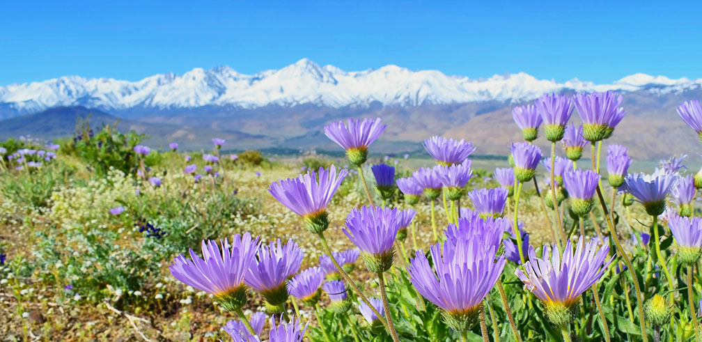 Panoramic view of Sierra Nevada mountains with flowers in foreground.
